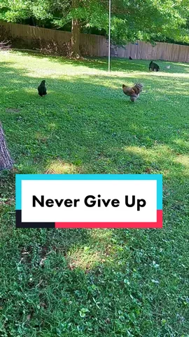 And for you this song I sing #rooster #nevergiveup #roostersoftiktok #serenade #funny #chickensoftiktok #fypシ゚viral  #cockadoodledoo #chickentok #foryou #funnyanimals #chickens   
