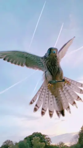 He’s such a dream 🥲 #fyp #kestrel #falcon #falconry #falcotinnunculus 