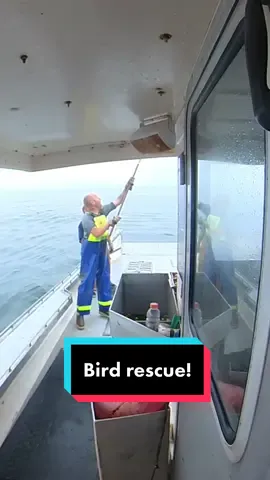 This one would not land! I didn’t think we were going to get him till keith dug the net out! 🦸‍♂️ #lobster #lobsterfishing #fy #fyp #ocean #lobstertok #207 #mainecheck #gulfofmaine #maine #fishing #sealife #interesting #feelgood #catchoftheday 