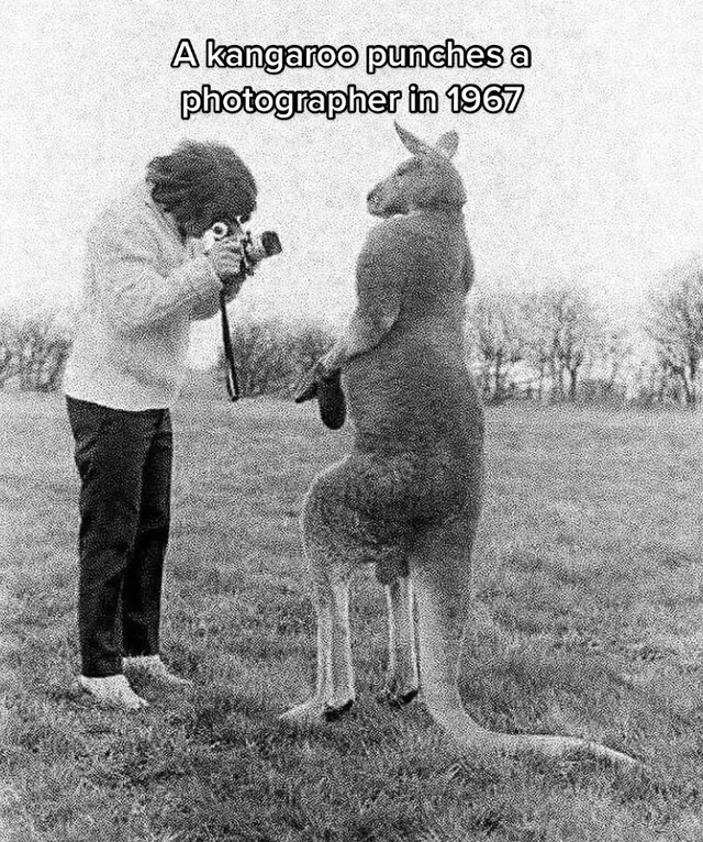 “Hey sorry I love you” #History #kangaroo #animalsoftiktok #fyp #funny 