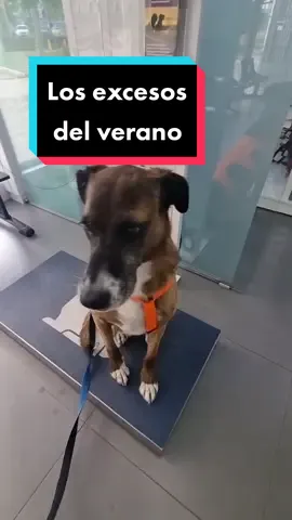 Desde que el vecino nos da pan hemos engordado todas. Nos da mucha pena quitarles ese momentito del día tan bonito que tienen, pero... para la artrosis de Vespa no va a quedar más remedio 😔  Por otra parte ¿habéis visto que bien se pesa Vespa? Me la como  #báscula #dieta #pan #peso #perro #perros #Vespa #humor #arnés 