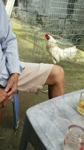 ông minh nói co j sai mong ae bo qua nha 