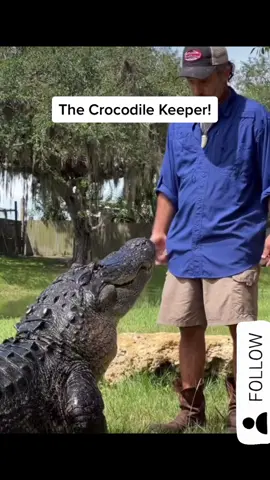 Croc Obeying the Keeper!! #croc #animals ##crocodile #fyp 