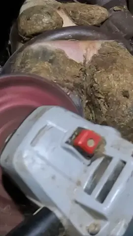 Fixing a whiteline #hoofcleaning #hooftrim #hoofcare #natethehoofguy #hooftrimmingcows #oddlysatisfying #pressurerelief 