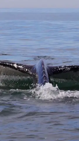 Humpbacks are one of our favorite animals to watch especially when they swim right toward us. What are your favorite whale behavior?   🐋Book a trip now to watch whales in the wild!   #whalewatching #whale #tail #predator #orca #breach #jump #fly #news #media #lunges #wildlife  #california #coast #cali #sun #boat #dolphins #whales #friendly #close #nature #peace #tiktokviral 