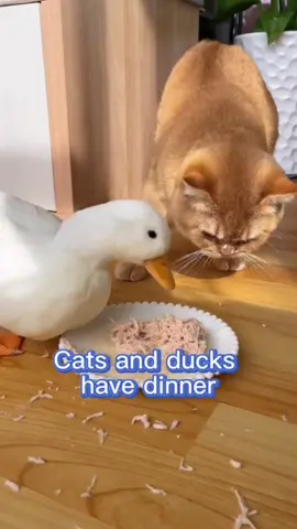 The cat and duck have dinner.😋😋#catduck #pet #food #foryou #fyp @tiktok 