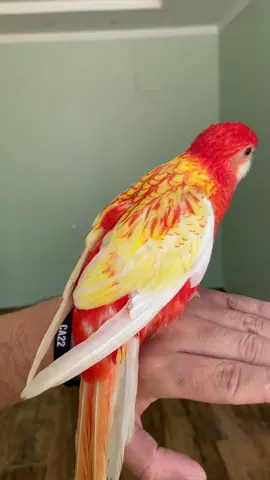 #rosela #roselarubina #roselalutina #roselas #rosella #reidasaves 