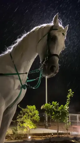 جمال لايوصف ماشاء الله تتفقون ؟ 😴🐎 #اكسبلورexplore #اكسبلور #خيل #ترند #السعودية #مطر 