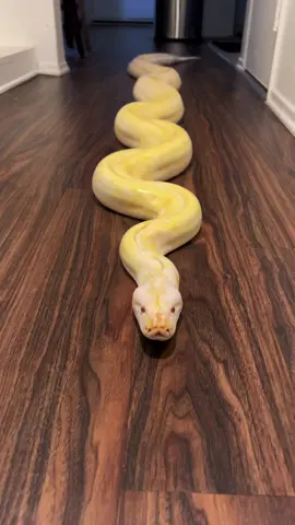 You Walk In Your House To This 👀, What You Going To Do? 🙈 P.s It’s Just Banana Pudding My Giant Burmese Python 🐍! #python #reptile #animals #PetsOfTikTok #reptilesoftiktok #animalsoftiktok #pet #fyp #snake 