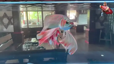 NAGA menari .... pernah lihat ??? kumpai kumis naga F3 PT ARWANA LESTARI PUTUSSIBAU #indodragon #arowana #arwana #kumpai #kumpaikumisnaga #viral