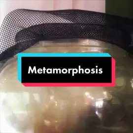 #metamorphosis #monarchbutterfly #fyp #fypシ #transformation 