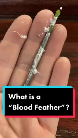 Replying to @thelove_ofchrist99 what is a “blood feather”? #parrotsoftiktok #petbirds #birdsoftiktok #birdgrooming #birdpreening #parrotpreening #exoticpets #petcare #petgrooming #pets 