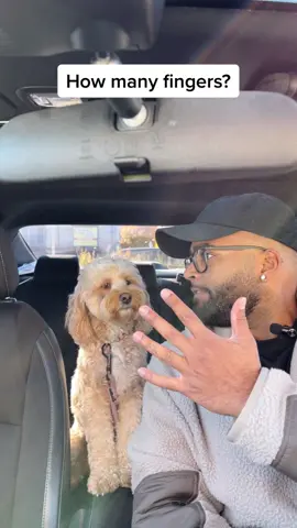 The way she looks before answering… 👀😂 #dogs #doglover #PetsOfTikTok #dogsoftiktok #fyp #lunatheminicockapoo 