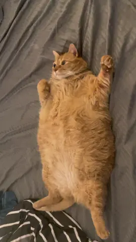 #chonky #spicykitty #fatcat #gingercat #chunky #meancat #donttouch #notouching #bellypets #thiscatischonky #thiscatisorange #kitty #kittycat #viralvideo #fyp #foryou