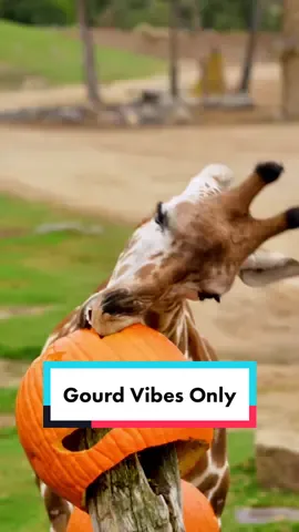 Gourd vibes only 🎃 #tiktokhalloween #spookyseason #pumpkin #halloween  #cuteanimals #sdzsafaripark