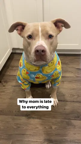 She says it’s to hard to leave my cute face. #dogs #cutedogs #dogsoftiktok #dogtok #taylorswift 