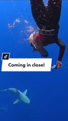What are your plans for the upcoming holidays? ❄️  I’m looking forward to more time with sharks, whales, and these kinds of winter views @oneoceandiving  😍  Despite the temperatures dropping 🥶 toward freezzzzing for my Hawaii standards 😂 (I’m always cold 😂) I do love winter for the arrival of the whales, great surf, and we still have tiger sharks, galapagos, and a lot more sandbars coming up 😍  Our data set shows a clear trend of an increase in sandbar shark activity in the coldest months.  I think I enjoy stormy conditions just because I tend to see more activity from many other species of animals when storms are approaching 😍. 🌊🌊🌊 #oahu #hawaii #todoinhawaii #freediving #sharksnorkel #faith  Vids by @juansharks 