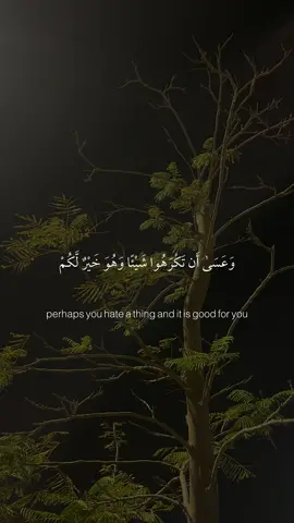(( وعسى ان تكرهوا شئ وهو خير لكم وعسى ان تحبوا شئ وهو شر لكم ))#مشاري_العفاسي#🎧#قرآن#قران#القران#quran#قران_كريم#القران_الكريم#القرآن_كريم#قرأن_كريم_راحة_نفسية#صلوا_على_رسول_الله 