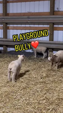 What a difference 2 months can make! #sheepfarmer #sheepfarm #sheep #Vlog #lambing #lambs 