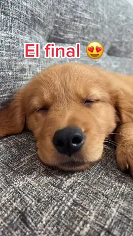 Cosita de mamá #mascotas #perros 