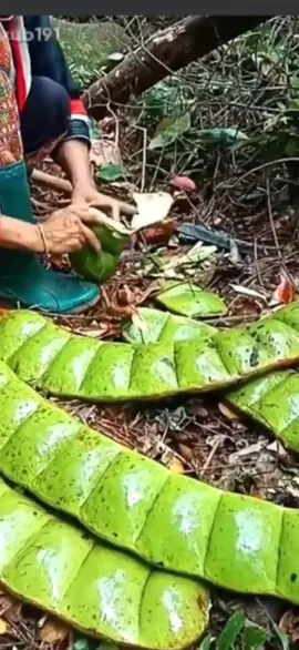 สะตอยักษ์ที่อินโด #สะตอ #ของแปลก #ฟีด 