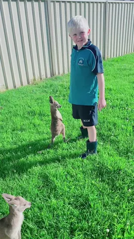 My beautiful human showing love to our beautiful little rescue Eastern Grey Joeys during their afternoon sun time and adventures ❤️🦘 #kangaroo #easterngreykangaroo #wildliferescue #australianwildlife 