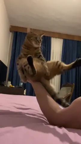 bir avuç kedi #cat 