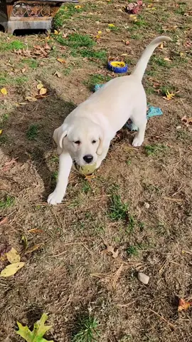 Playtime with a 3 month old lab puppy! #labradorpuppy #labradorretriever #Love #puppy 