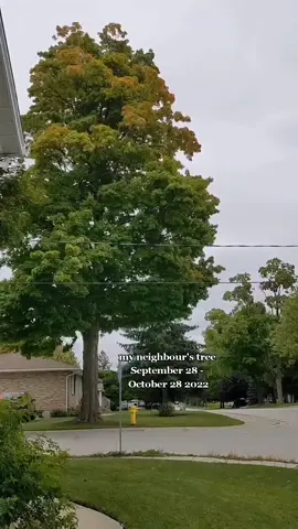 watch this tree go from green to bare over the course of 30 days 🌳🍁🍂 #timelapsevideo #fallingleaves #transformationvideo #treelife #changesoflife #autumnaesthetic #fallcolors 