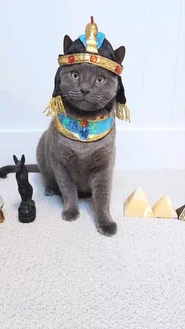 “In ancient times cats were worshipped as gods; they have not forgotten this.” ― Terry Pratchett. Fur-aoh Sherlock says Happy HallowEEK! 😼🔍🇪🇬🎃 #ancientegypt #cats #halloween #pharaoh #costumes #fyp #StemDrop001 