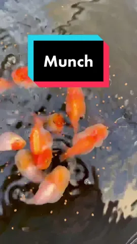One of my favorite noises lol. Dozens of little fat goldfish munching. #fish #goldfish #aquarium #ranchu 