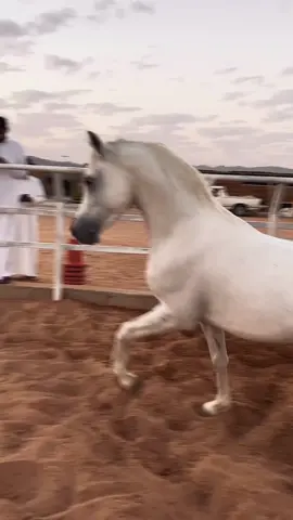 فداع🥹💔#مساء_الخير #شمر #حايل #fyp #foryou #قصيد #خيل #شيلات #مشاهير_تيك_توك #السعودية #الشتاء #الرياض#خيل 