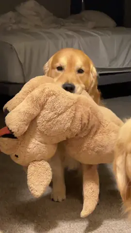 Hoppy’s nighttime routine with his golden stuffy 🥹🥹 #beautifulboy #goodboy #nightime #goldenretriever #dogs #stuffy 