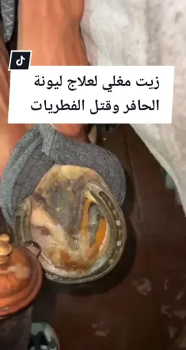 زيت مغلي لعلاج ليونة الحافر وقتل الفطريات#خيل #مهره #خيل_عربي_اصيل 