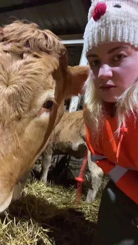 This is what happens when you tell Rosemary shes not very pretty   #farm #farmlife #farming #rosemary #farminglife #farmingtiktok #girlswhofarm #farmgirl #cow 