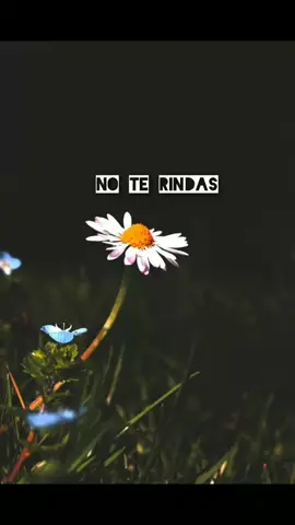 #alabare #coroscristianos #motivacion #animoji 