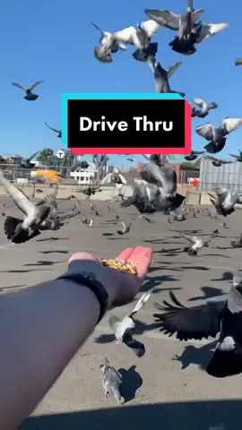 #pigeon #birds #boston #birbs #birdsoftiktok #feeding 