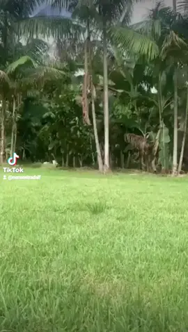 #quien se asusto#fypシ #videosramdom#trend#memes#sustosinesperados#pov