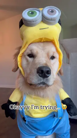 This little minion is trying to look happier 😅 #halloween #halloweencostume #doglover #minion 