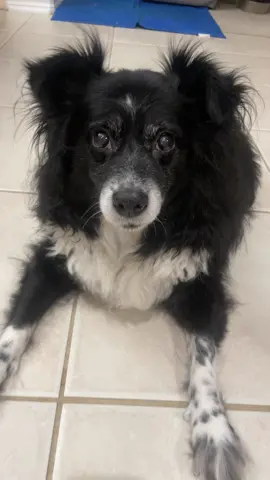 Living my bestest life friends #dogsoftiktok #fyp #yesmaam #StemDrop001 