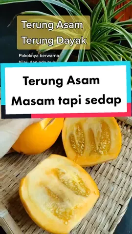 Episode 29: Terung Asam atau Terung Dayak. #terungasam #terungasamsarawak #terung  #terungdayak #kongsiinfo #masakan #arielynnadam 