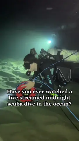 Who will be watching our next midnight scuba? YES. We live stream from under water. YES. We are real. YES. We are looking for sharks (love them). YES. We are flipping mermaids. Check our events and join us! #livestream #comedivewithus #sharks #octopus #seaturtle #wildlife #animals #explore #adventure #fyp #nightdive #OhNo #scary #thalassophobia #ocean #deepwater #fromnowon #socool #LearnOnTikTok #scuba #crazy #myjob #fridaynights #livestreamclips #trending 