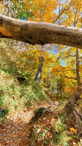 Autumn in the forest 🌲🍂🍁🥮🧡 #autum #nature #scenery #swissnature #naturelove #forest #Hiking #landscape #swiss #switzerland #foryou #fyp 