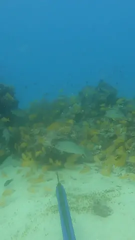 Came off the spear but luckily didn’t go far #fyp #spearfishing #fishing 