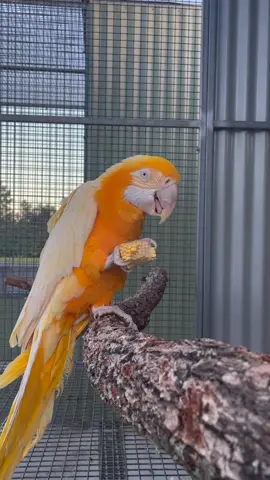 I know I shouldn’t have a favourite but Mango is such a sweet boy! 🥰💛#lutinomacaw🇦🇺 #lutino #macaw #macawsoftiktok #exoticpets #rarebird #birdsoftiktok #birdtok 