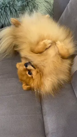 😝 #fyp #trend #viral #foryoupage #newtrend #dog #dogs #dogsoftiktok #doglover #DogTraining #puppy #cute #babydog #spitz #spitzartchi #fypageシ #pomeranian #pomeranianpuppy #lovedog #funny #tiktokdog #fun 