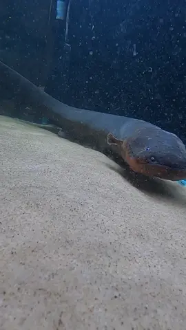 Electric Eel attacks canera during feeding time! #electriceel #eel #eelfish #monsterfish #monsterfishkeeping #monsterfishkeeper #bigfishenergy #aquarium #electriccatfish 
