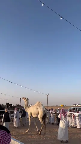 #مهرجان_العقيلات_لمزاد_الإبل_الثاني 