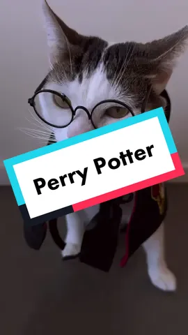 Perry Potter is ready for his Halloween debut #harrypotter #halloween #catcostume #catsoftiktok 