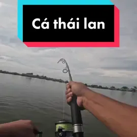 Cá Thái Lan ăn gì mà khoẻ dữ vậy ! #lkhoa #dcgr